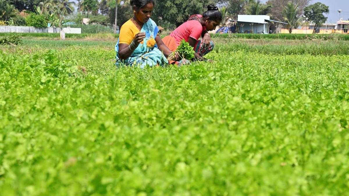 Economic Survey | Several key areas of T.N.&rsquo;s agri sector require immediate attention: Planning Commission