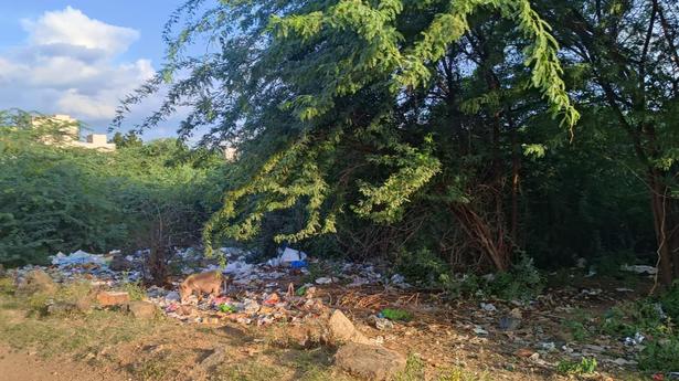 Pig menace haunts several areas of Tiruchi