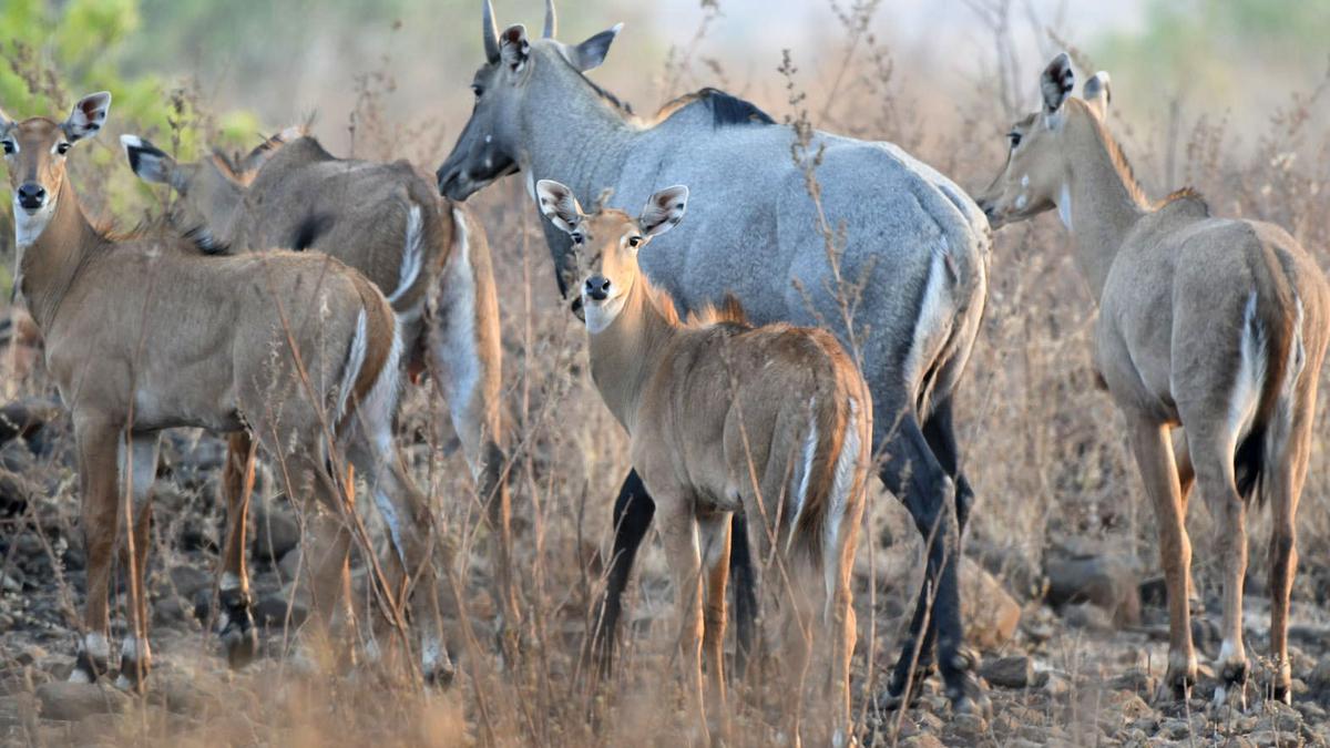 Guard attacked by neelgai injured at Ayodhya under-construction Ram temple site