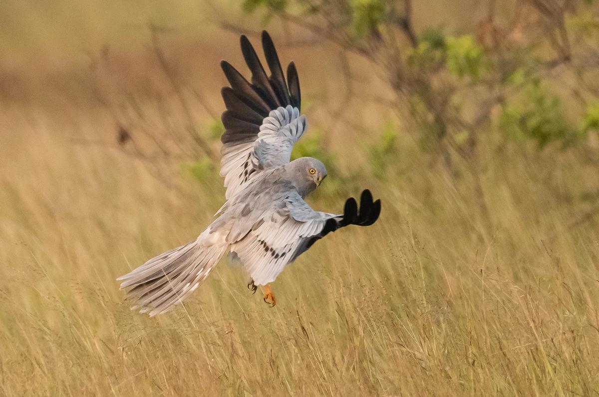 Harriers arrive with the onset of winter to shrinking grasslands - The Hindu