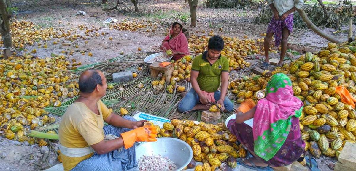 At a cocoa bean farm aligned with Kokoatrait. 