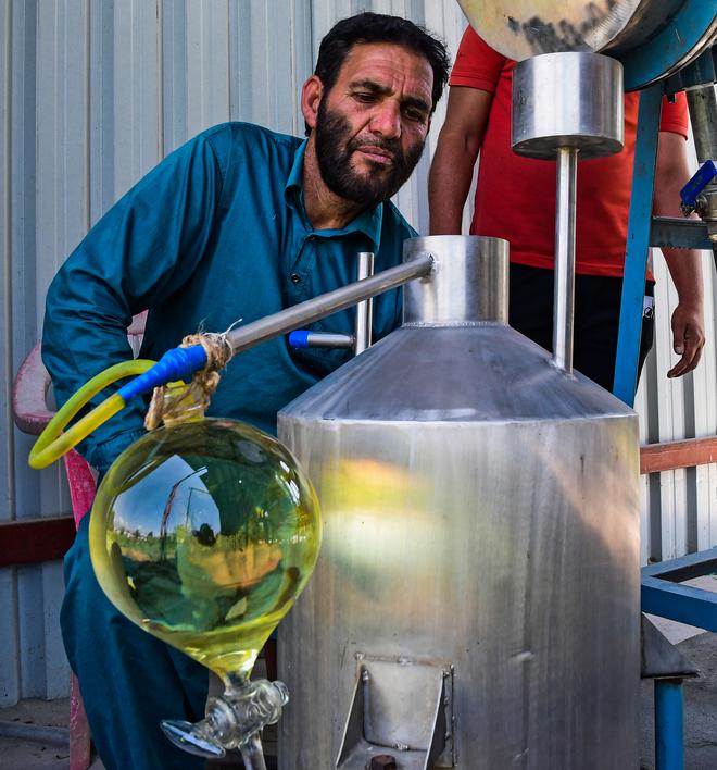 Distilled perfume: A worker during the final stages of extracting lavender oil.