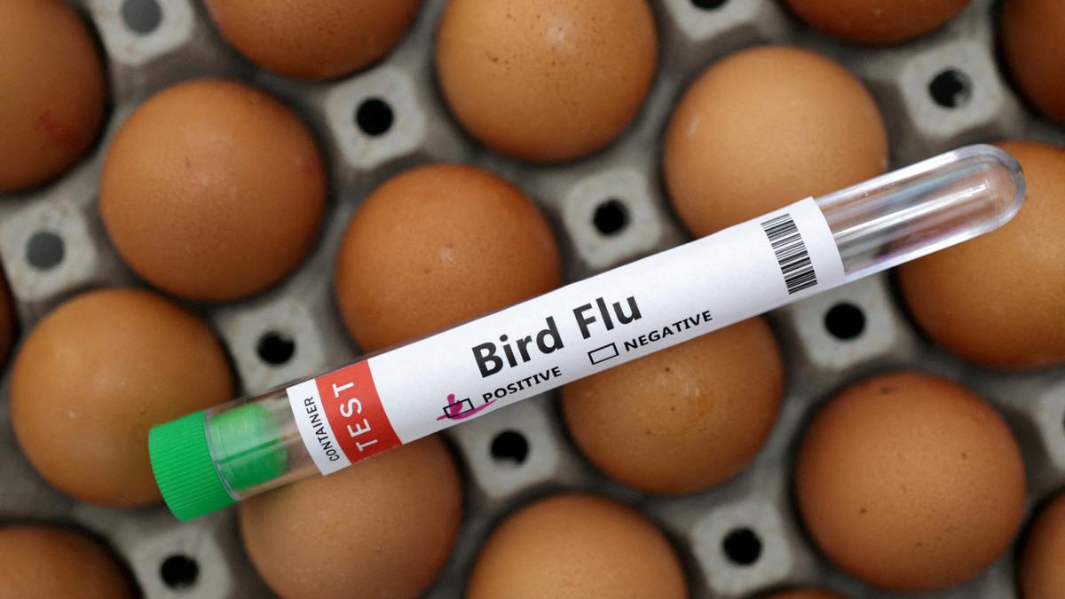  Australia, New Zealand brace for looming bird flu threat