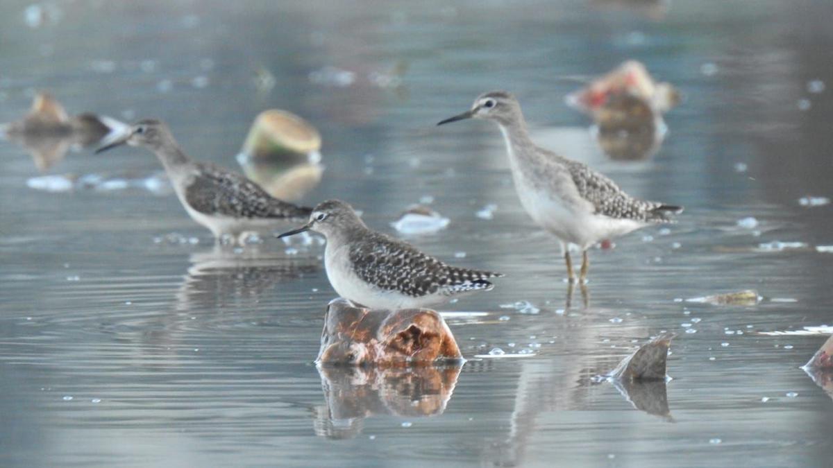 T.N. bird census | Highest bird count in Upper Nilgiris recorded at Ooty Lake