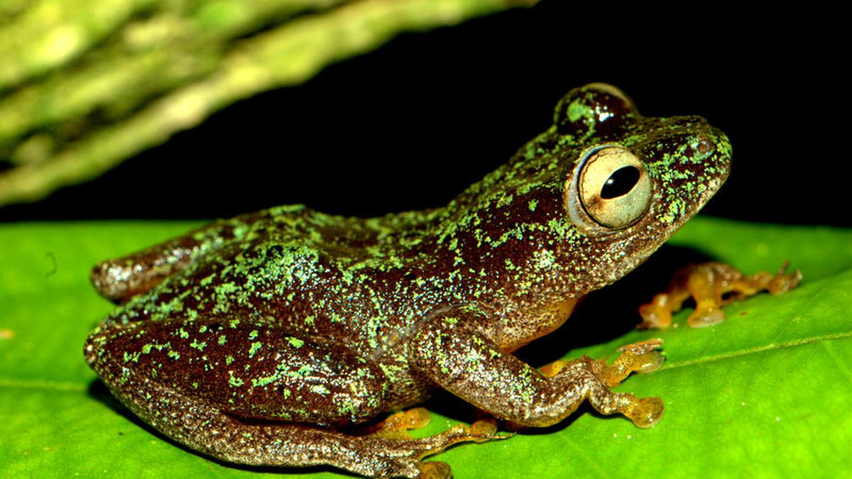 Sci-Five | The Hindu Science Quiz: On Amphibians