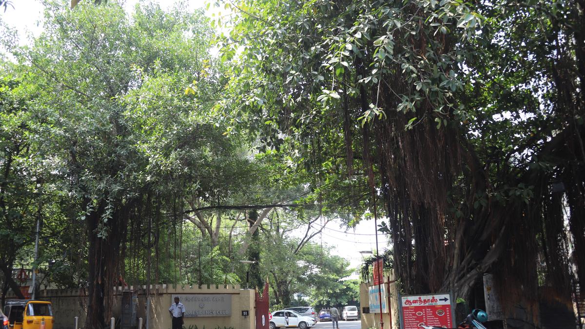 Madras Week: Banyans as frontispiece