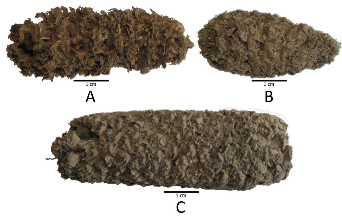 Cobs date roughly from 6,500-4,000 years ago from the 'A' to the 'C'. A is Proto-Confite Morocho race; B, Confite Chavinense maize race; C, Proto-Alazan maize race.