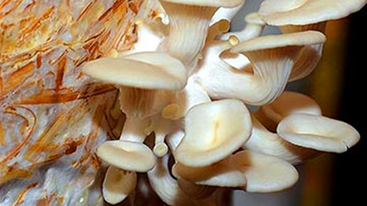 Now mushroom cultivation is possible at sub-zero temperatures in Kashmir