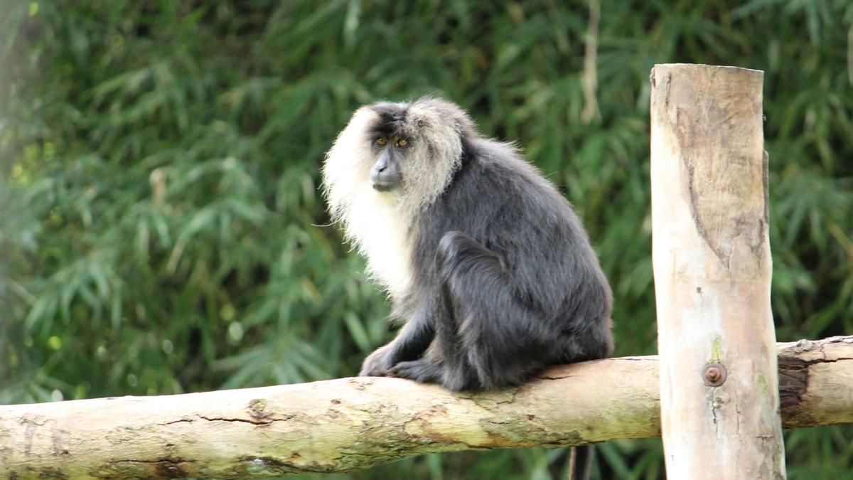 Lion-tailed macaque dies at Mysuru zoo