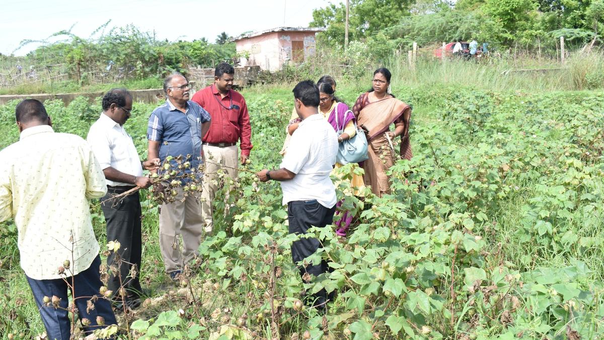 ‘1,000 hectares of cotton crop inundated in Karaikal’