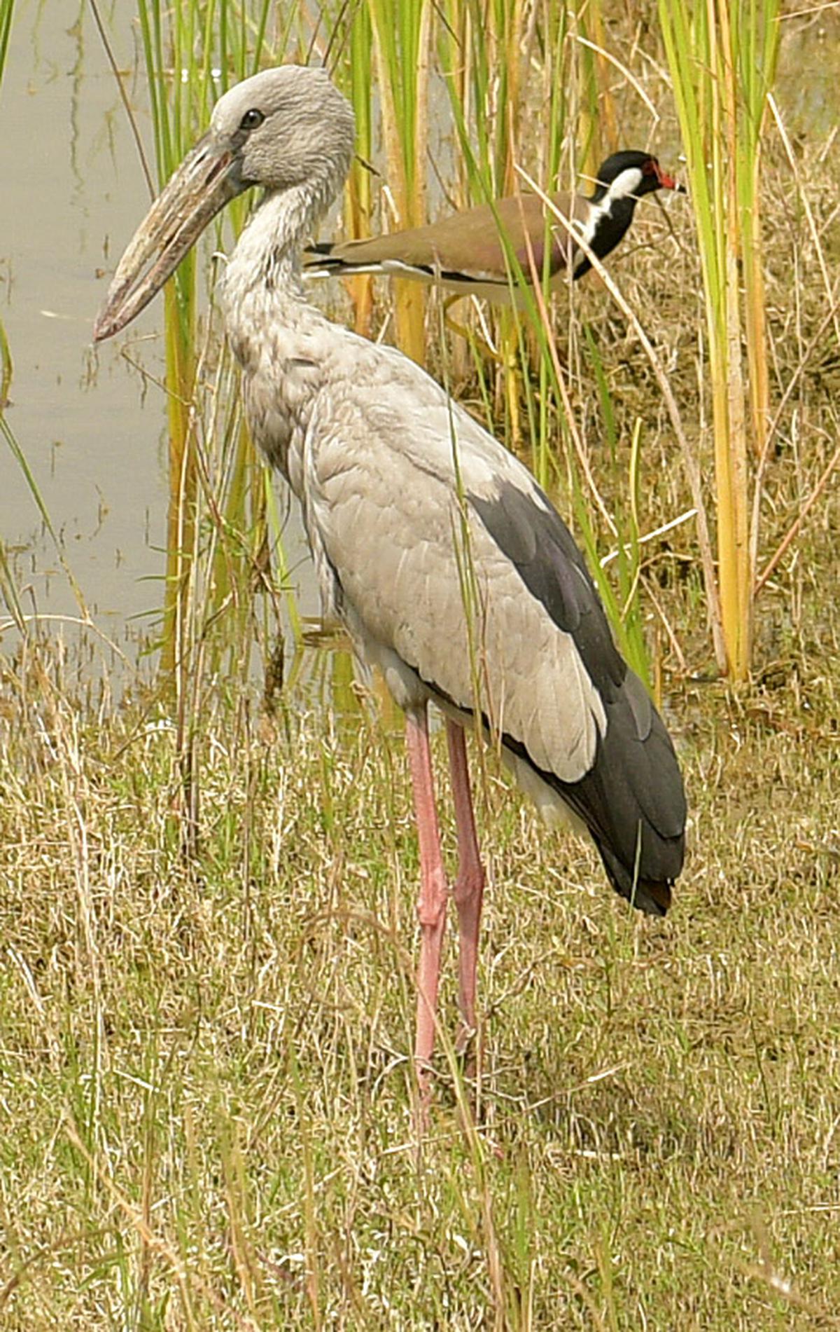 Asian Openbill (foreground) and Red-Wattled Lapwing spotted at Karaivetti Bird Sanctuary.