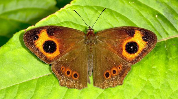 Several species recorded in Munnar faunal survey