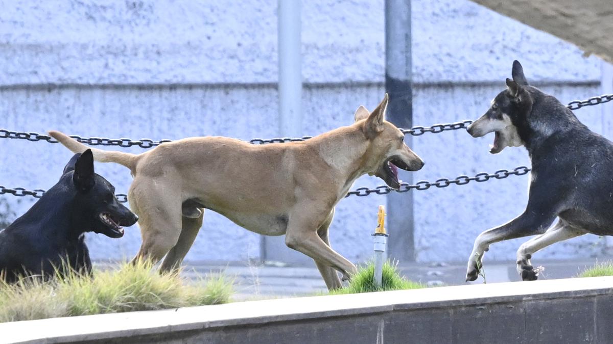 Coimbatore city is home to 1,11,000 stray dogs, says survey