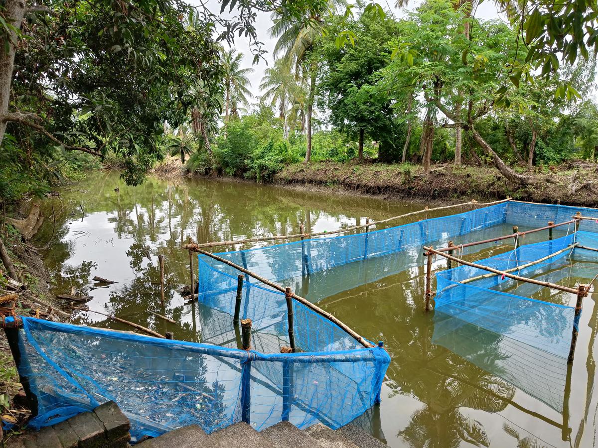  The swimming-pool ponds are enclosed to help young children learn swimming.