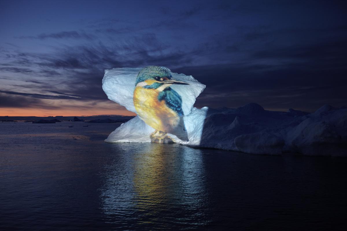 Kingfisher launched over an arctic iceberg by Gerry Hofstetter