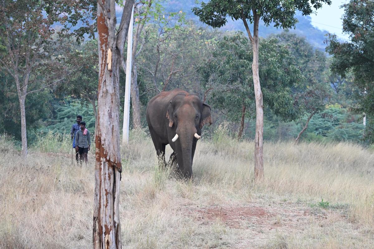 As a kumki stationed at Varappalayam near Coimbatore
