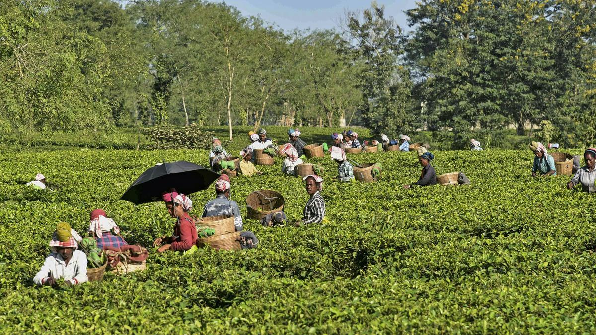 Assam tea workers prone to post-TB fungal disease: study