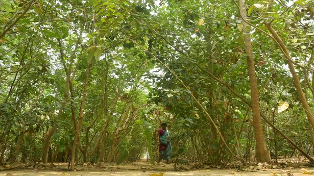 Madras High Court to inspect forest areas in December to assess eradication of exotic and invasive species