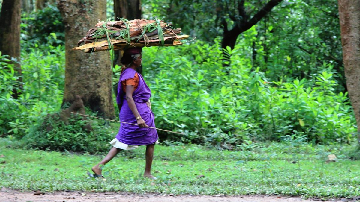 Forest-dwelling tribes push for direct recruitment