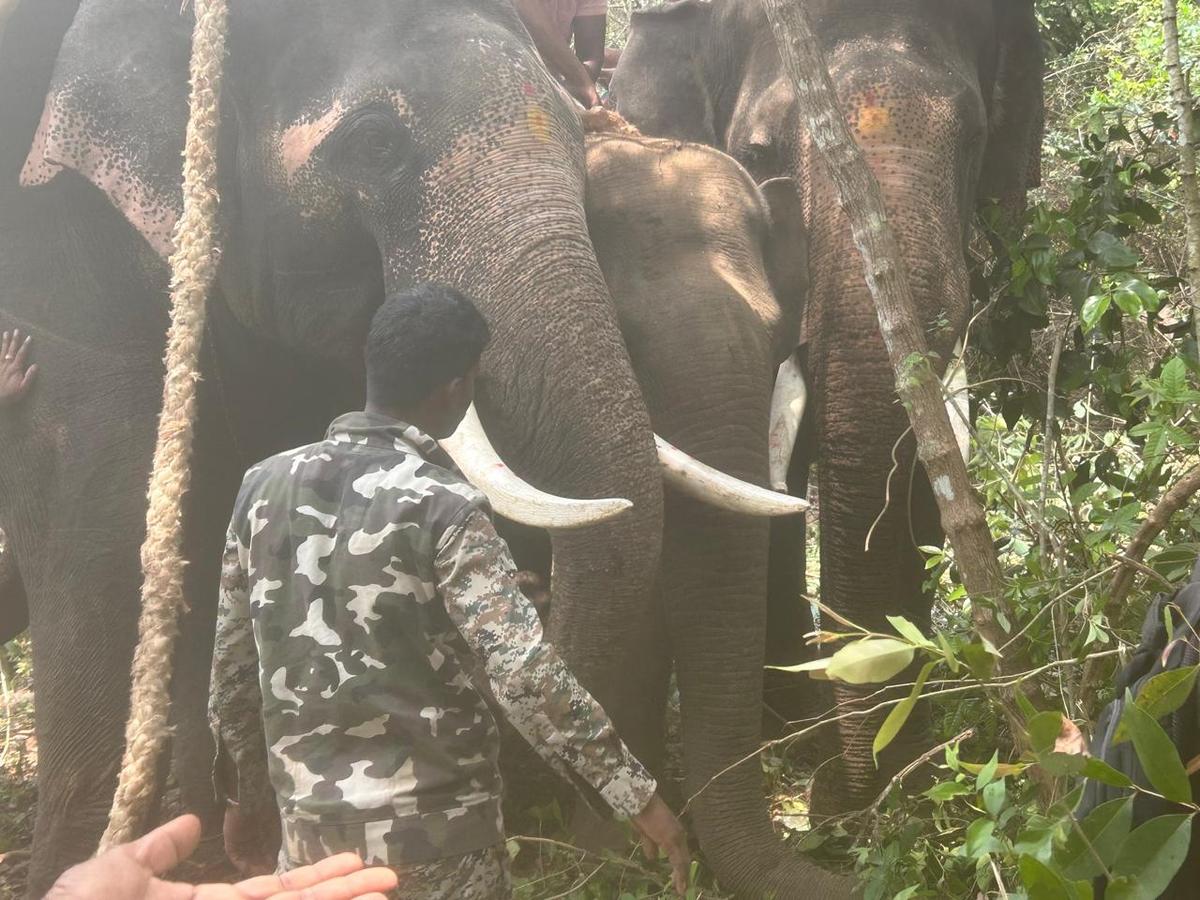 Forest Department captures third trouble-causing wild elephant in Hassan  district in a week - The Hindu