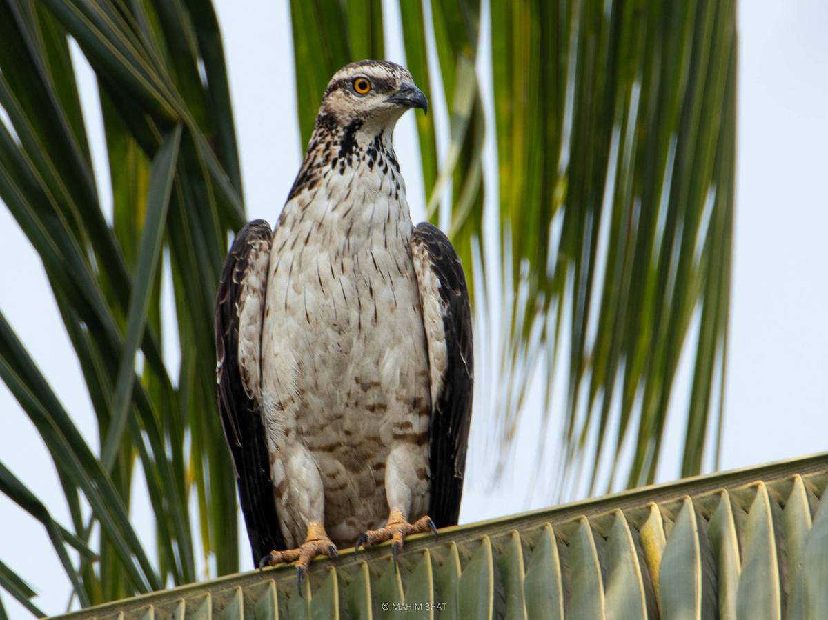 Oriental Honey Buzzard bird found on the campus of Mangalore University during the Campus Bird Count 2023. 