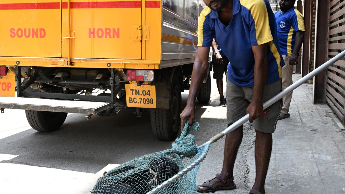 A life in the day of a dog catcher