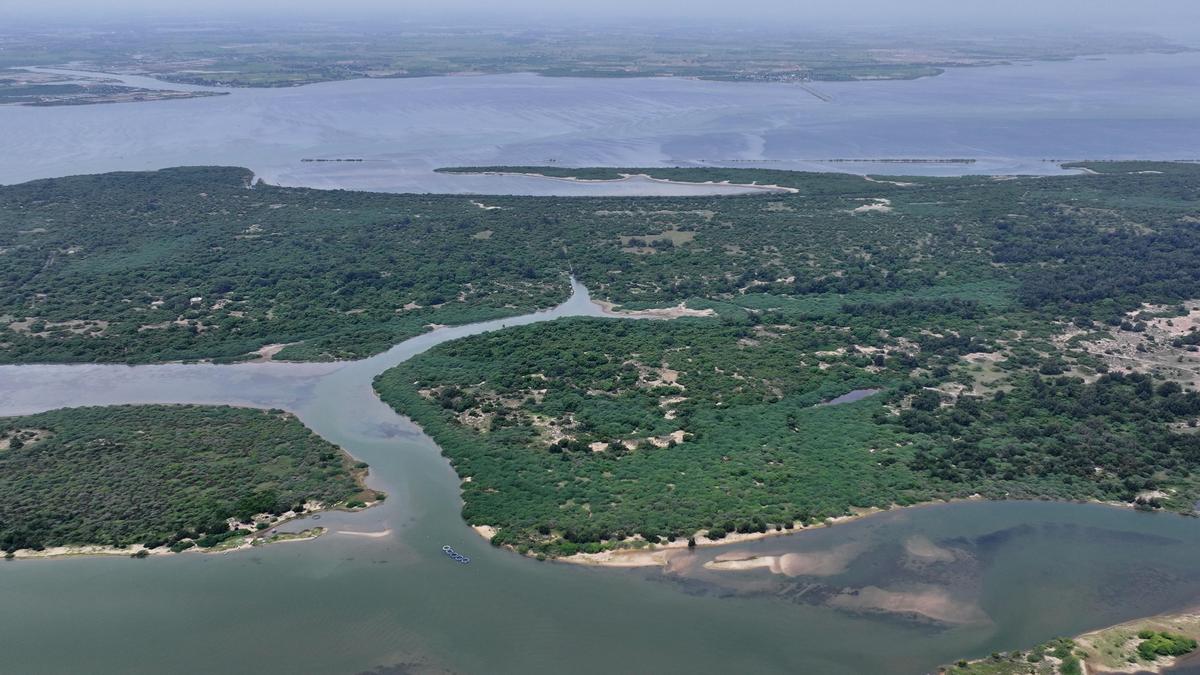 NBWL directs Tamil Nadu to redraw Pulicat sanctuary boundary within a year
