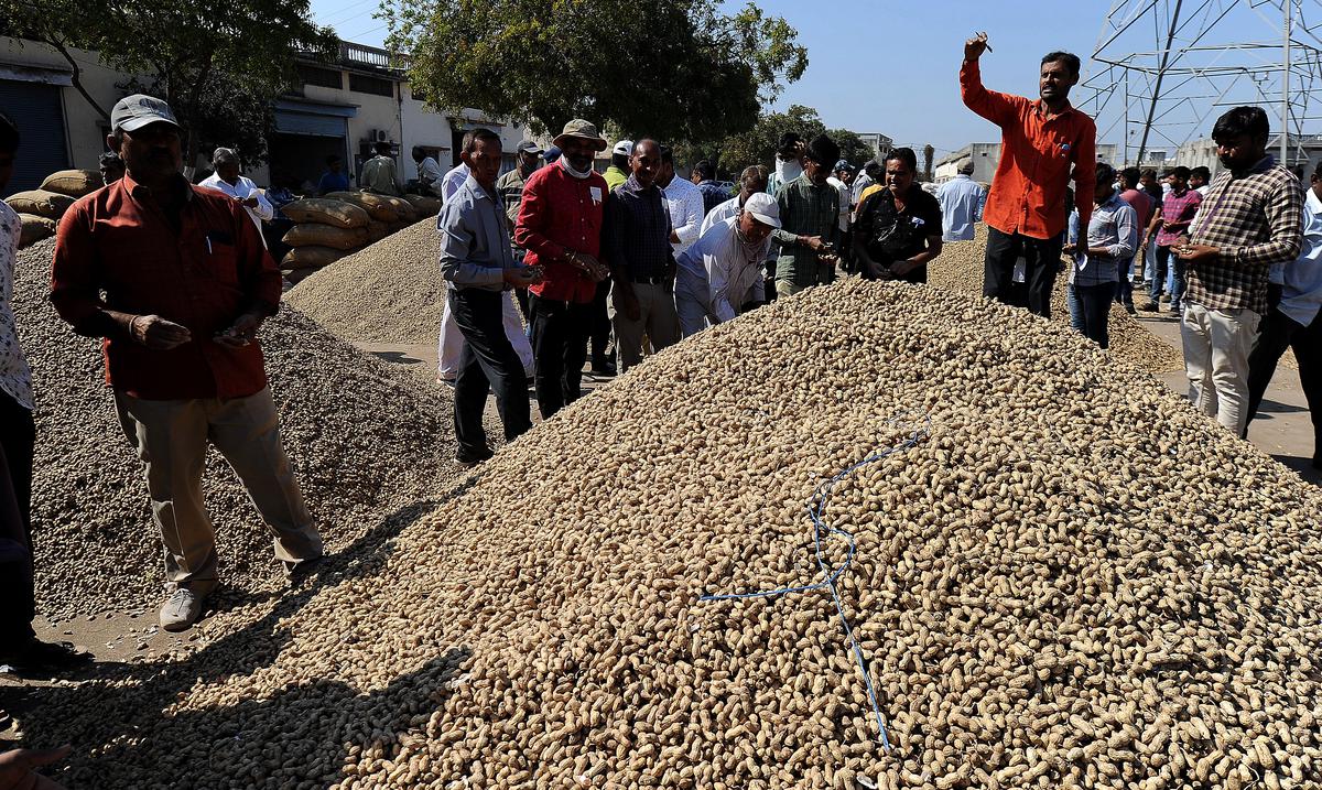 Gujarat govt buys record 12.23 lakh metric tonnes of groundnut at MSP
