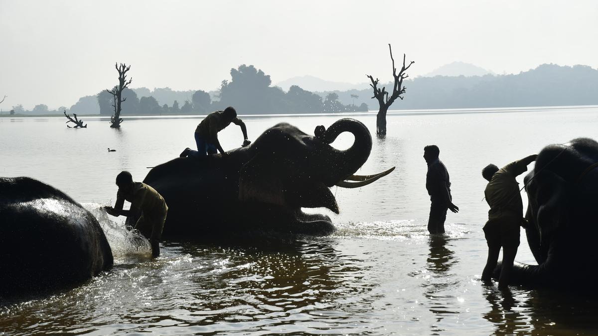 Sakrebailu elephant camp near Shivamogga closed for tourists temporarily
