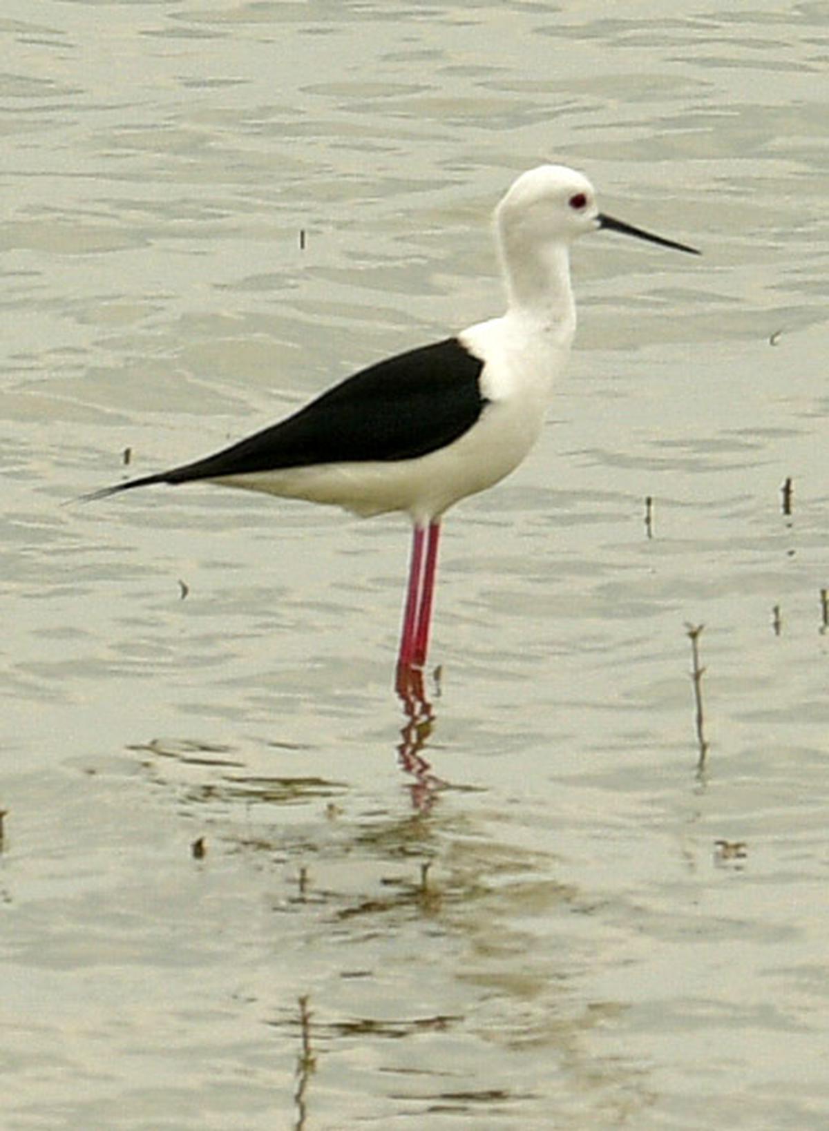 Black-winged Stilt, found in a wide range acrossÂ Europe, Africa, Asia, and Australia, spotted at Karaivetti Bird Sancutary.