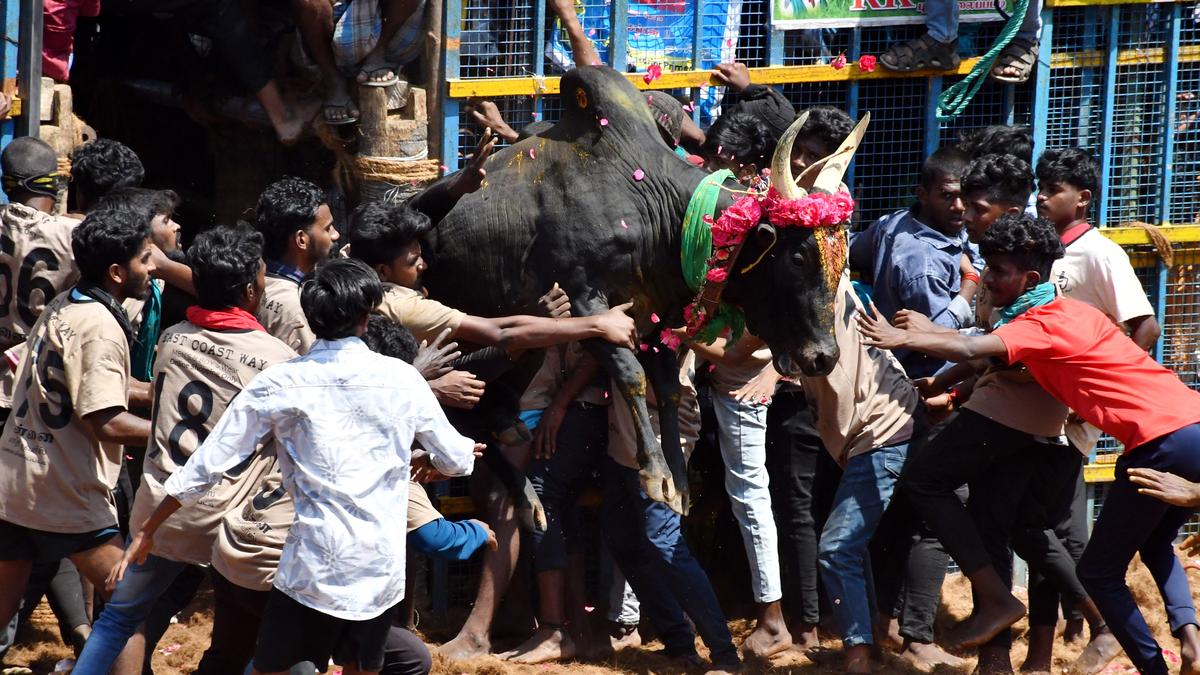 36 persons injured in jallikattu held near Natham