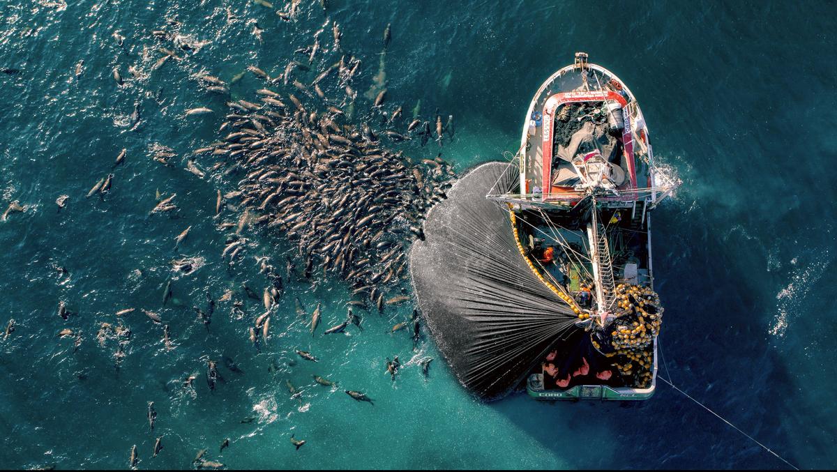In the Pacific waters off the coast of South America, seals compete for anchovies in one of the world's largest fisheries. In the Pacific waters off the coast of South America, seals compete for anchovies in one of the world's largest fisheries.