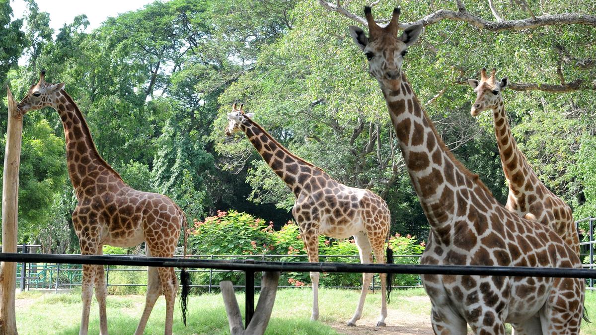 An all-new experience at the century-old Mysuru zoo