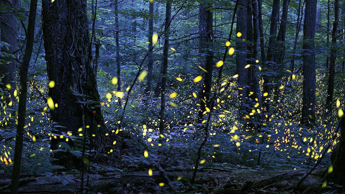 Watch thousands of fireflies glowing in the forests of Maharashtra
