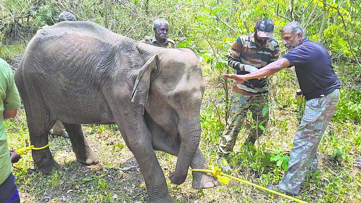 Use of country-made bombs in Coimbatore Forest Division under investigation