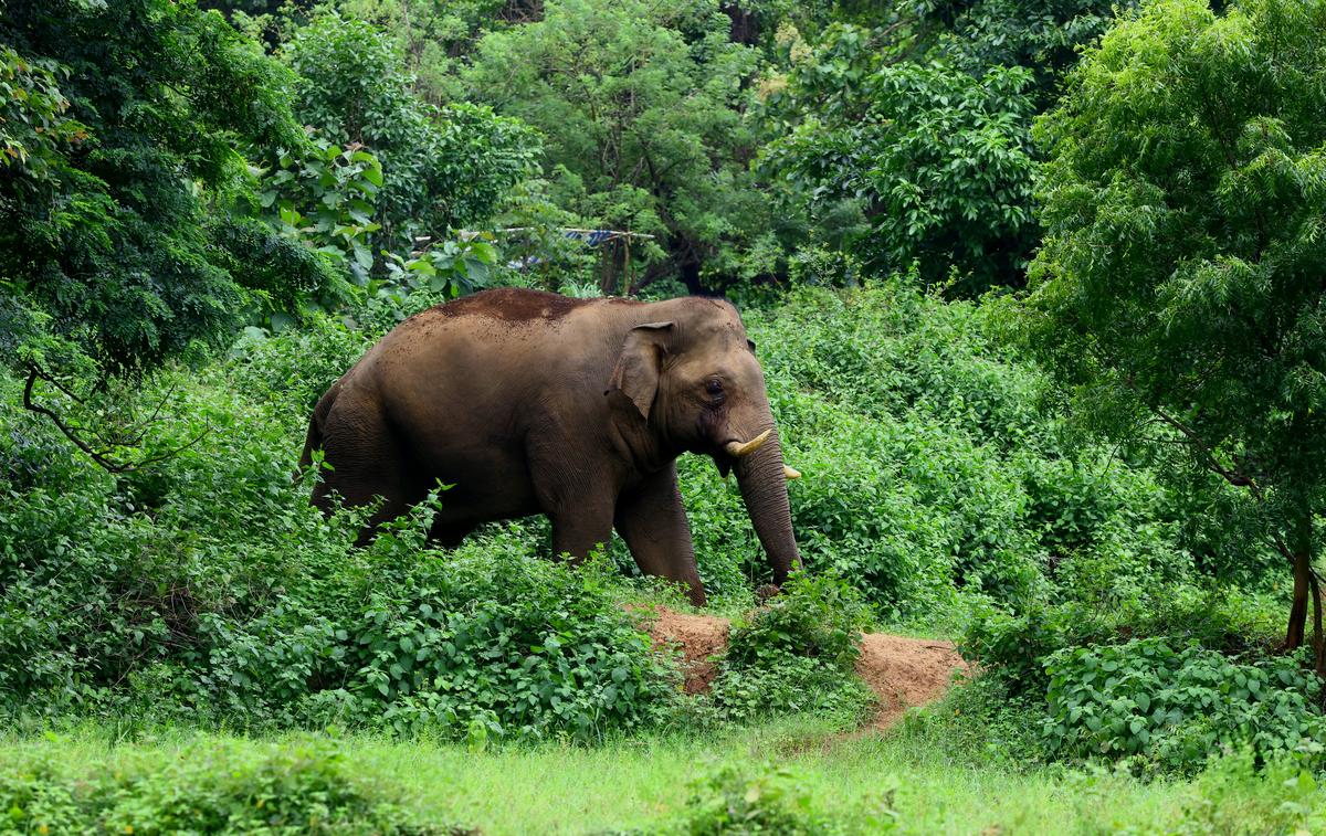 Almost 60% of India's elephants are in Karnataka, Assam, Tamil Nadu - The Hindu