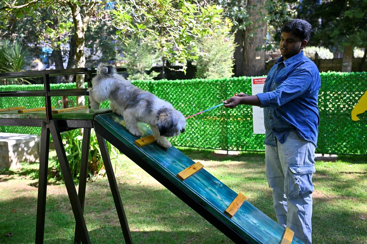 The park has a fully functional obstacle course to keep animals entertained besides water sprinklers and earmarked play zones