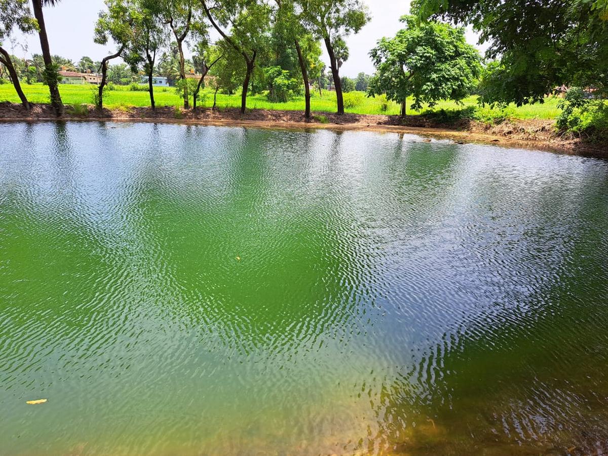 Holekatt Kere, a waterbody under Kumbhashi Gram Panchayat in Udupi district, was rejuvenated by doctor Satish Kamath in 2023.