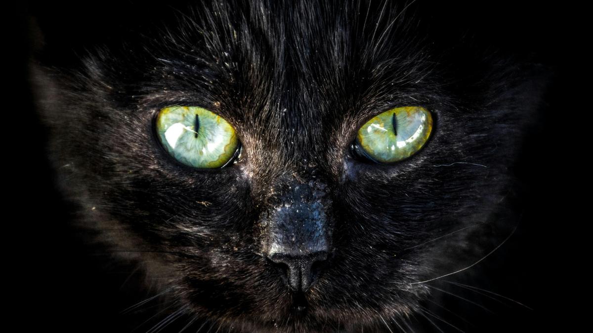 Why do cat eyes glow in the dark?