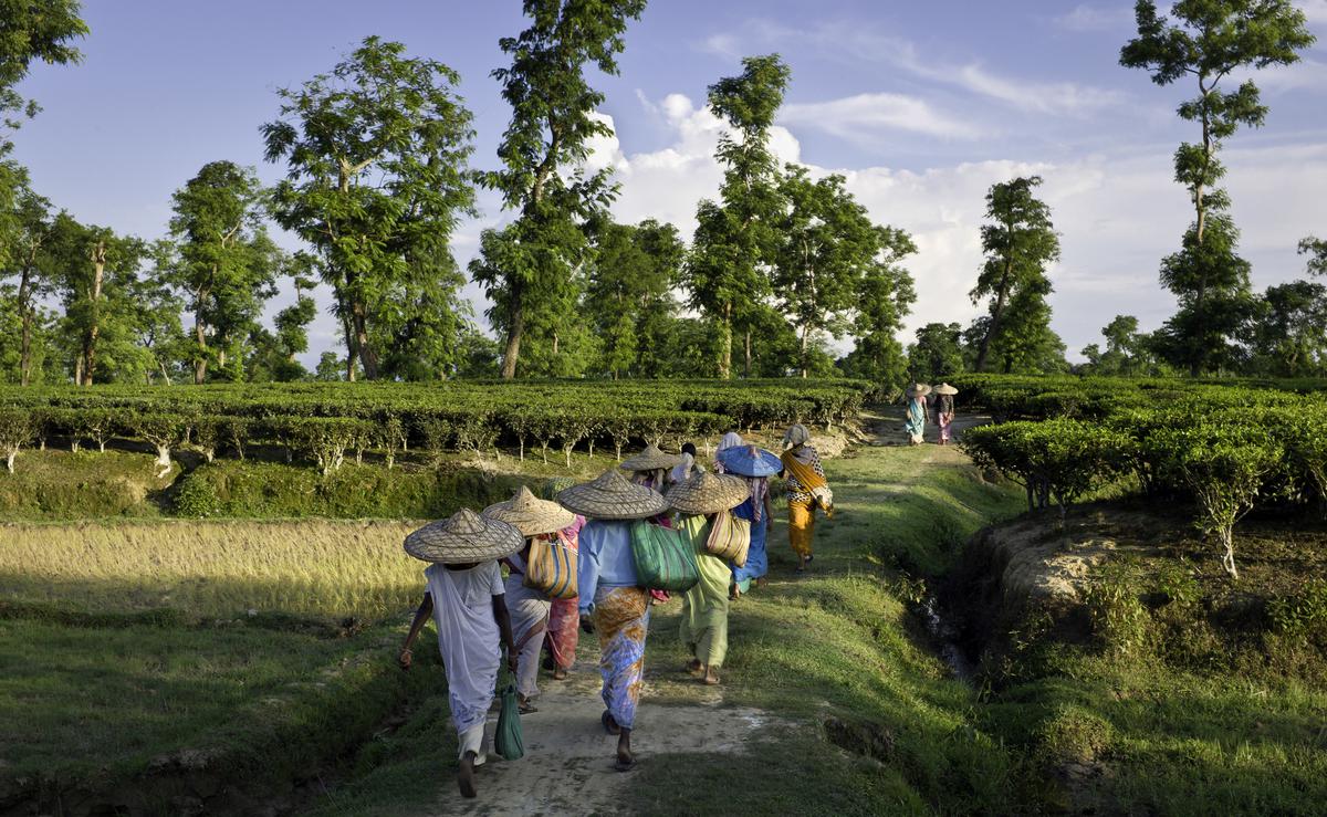 Women tea leaf pickers returning after a day’s work on the plantation, in Assam.