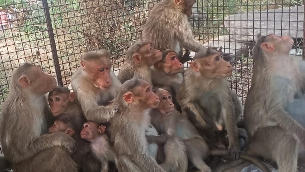 Monkey menace keeps forest officials on their toes