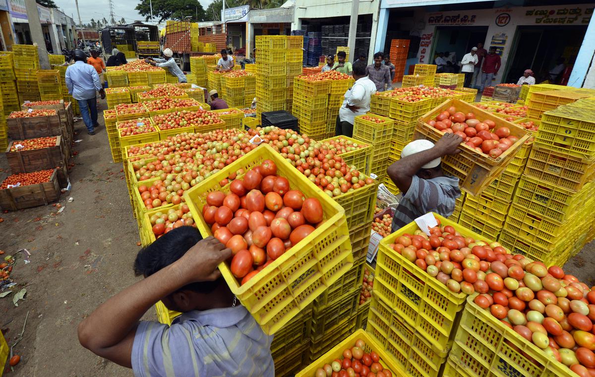 Farmers carrying crates of tomatoes at the APMC market in Kolar.