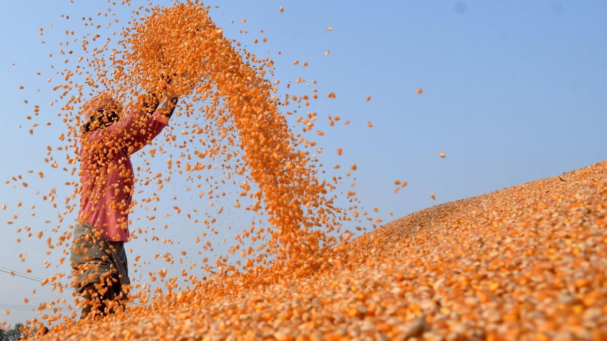 Govt. to procure more maize, jowar, sunflower this season to help ryots: Minister