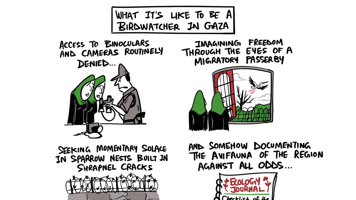 Green Humour by Rohan Chakravarty on the birdwatchers of war-torn Gaza