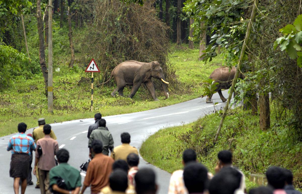 Explained | Kerala's escalating human-wildlife conflicts - The Hindu