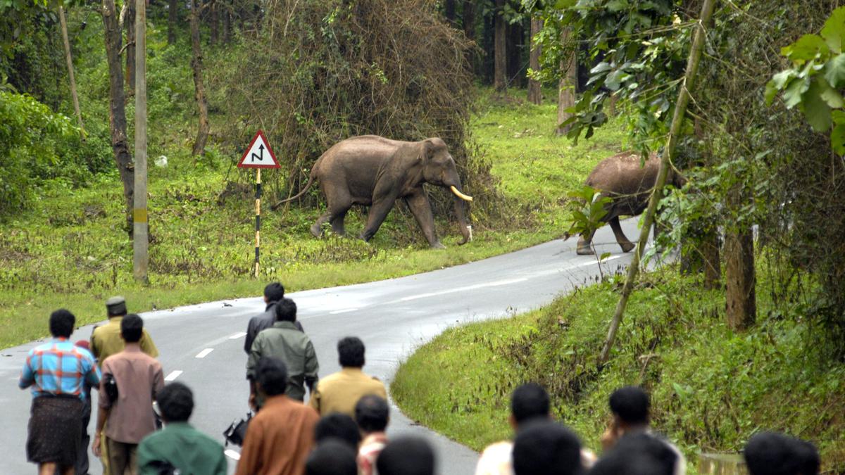 Explained | Kerala's escalating human-wildlife conflicts - The Hindu