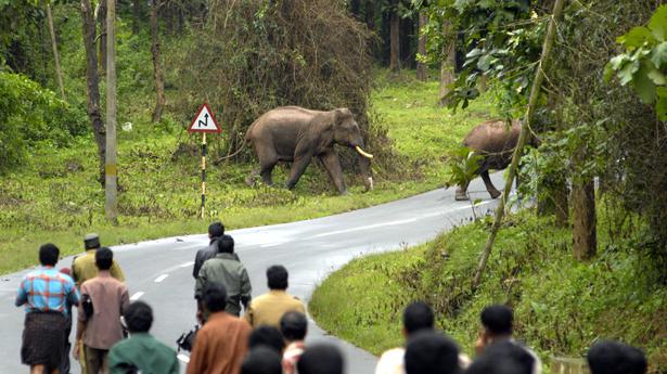 Explained | Kerala’s escalating human-wildlife conflicts
