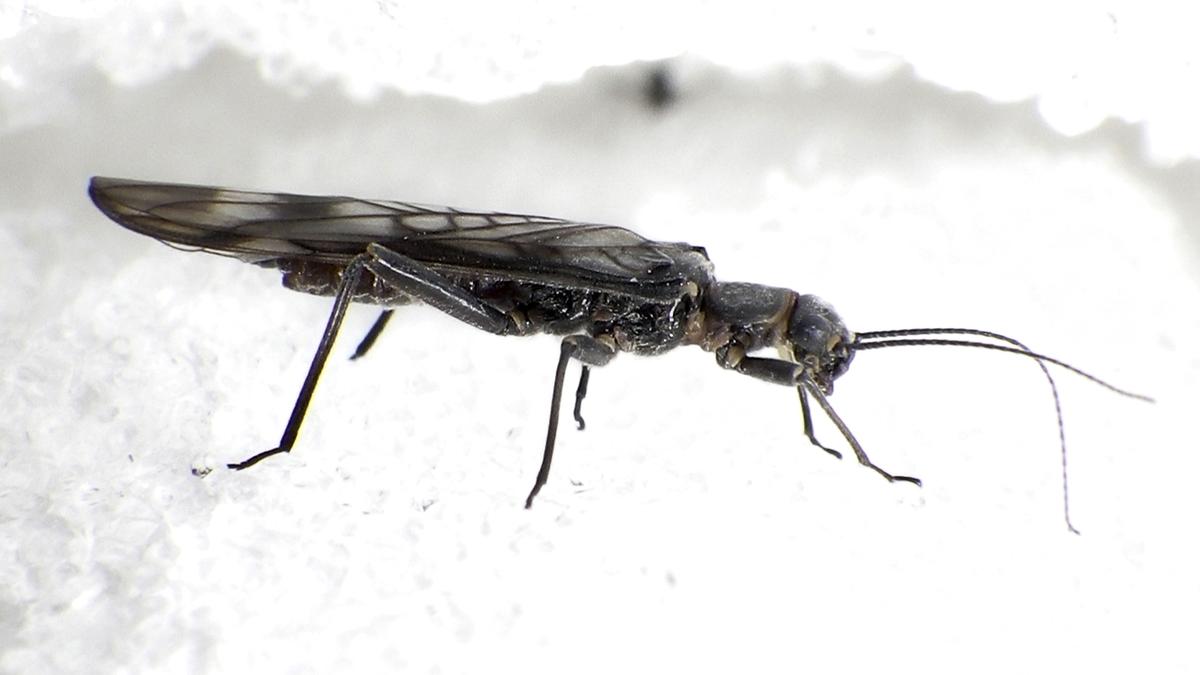 Stoneflies change colour in response to deforestation, suggesting humans can alter evolution
Premium