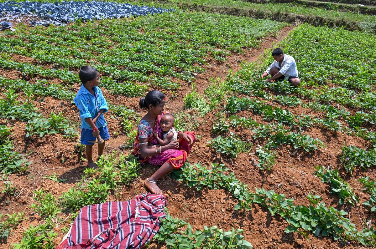 A family of farmers at work in a field, practising natural farming at Devuduvalasa village in Suvva Valley near Araku in the Eastern Ghats of Andhra Pradesh, about 130 km from Visakhapatnam. A family of farmers at work in a field, practising natural farming at Devuduvalasa village in Suvva Valley near Araku in the Eastern Ghats of Andhra Pradesh, about 130 km from Visakhapatnam.
