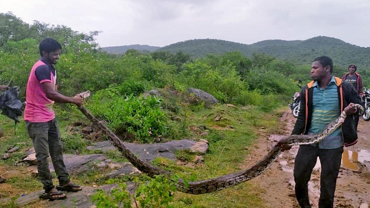 Staff crunch hits functioning of Forest Department in Andhra Pradesh